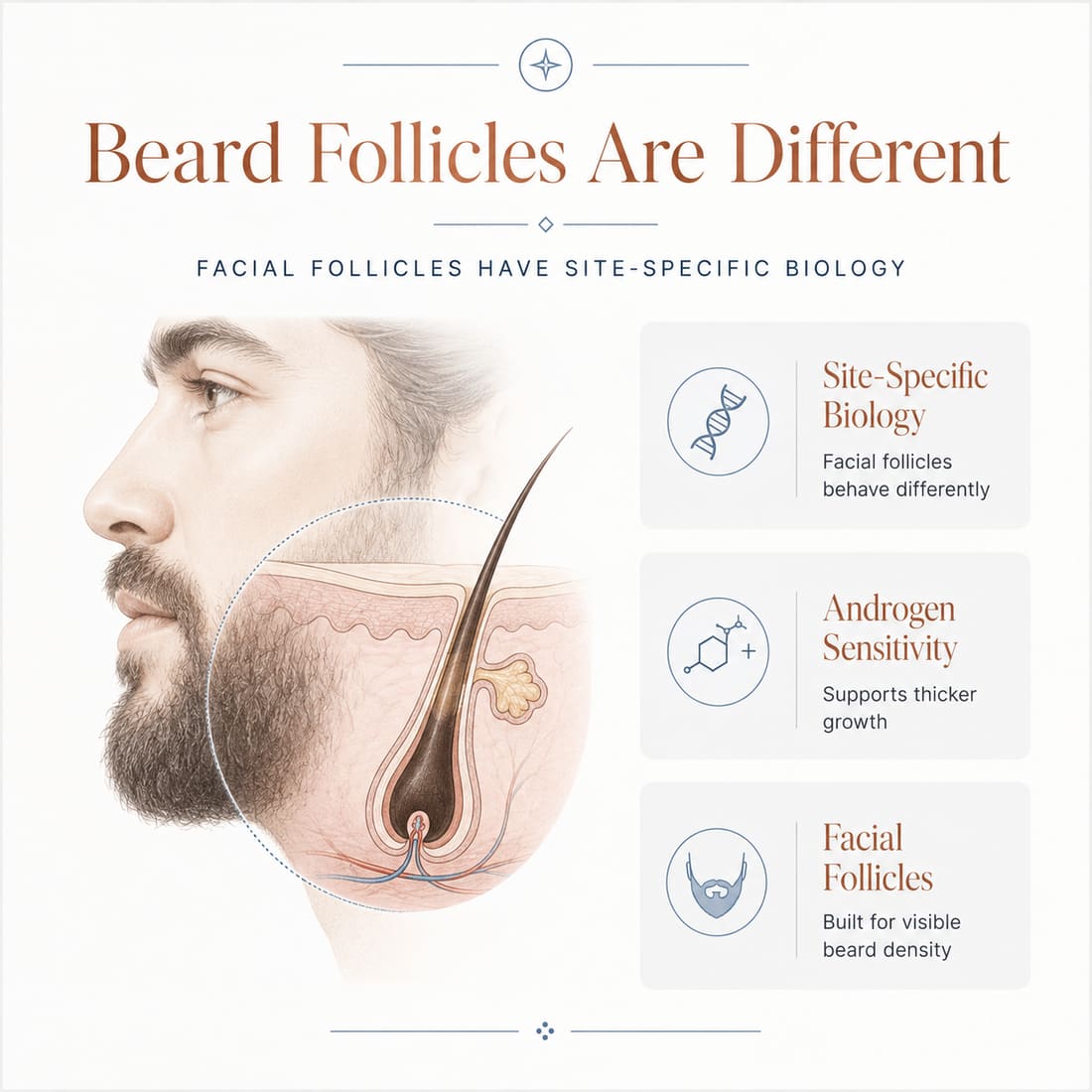 Infographic comparing beard follicle androgen signaling through the dermal papilla with surrounding tissue support systems