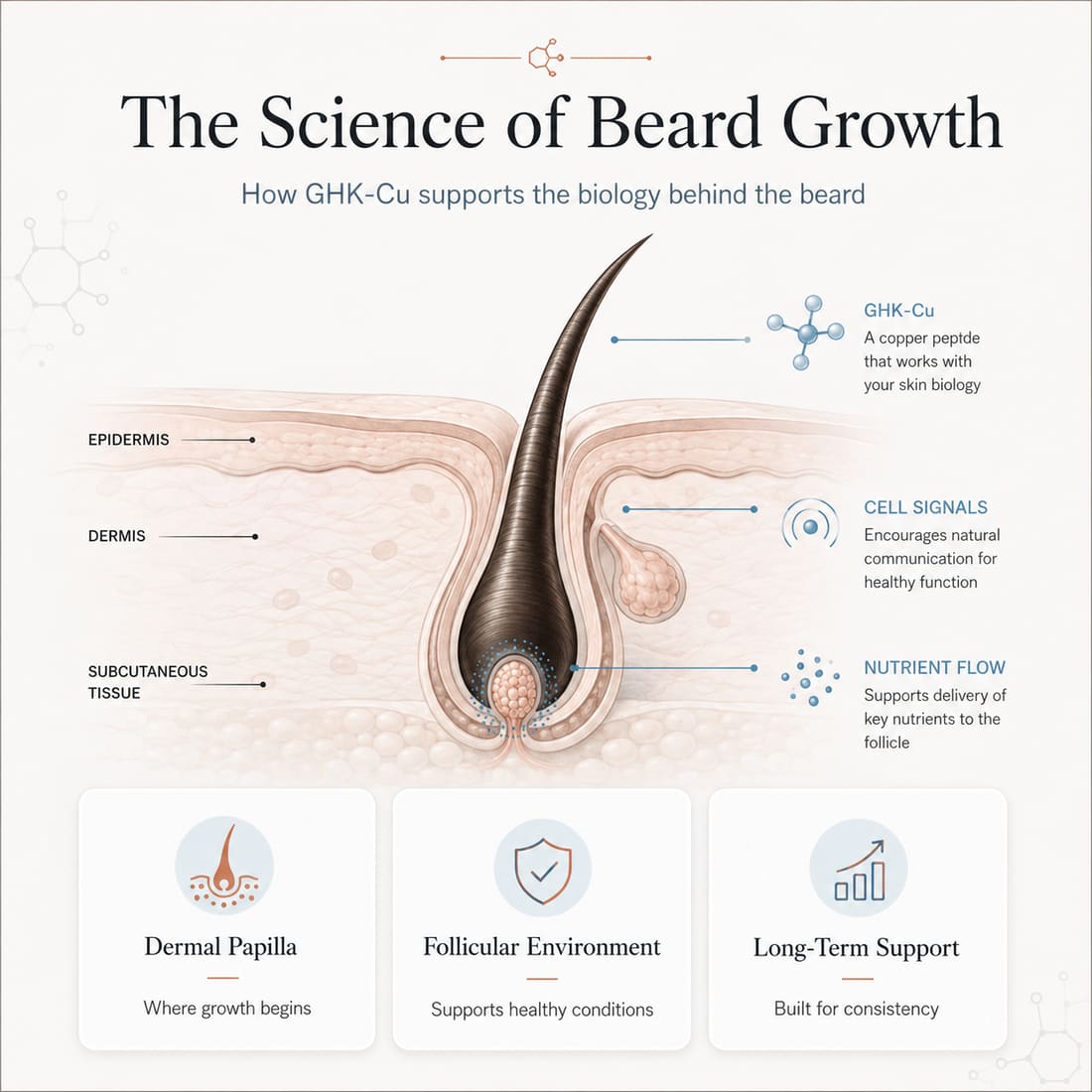 Infographic showing GHK-Cu positioned around follicle microenvironment support rather than hormonal switching