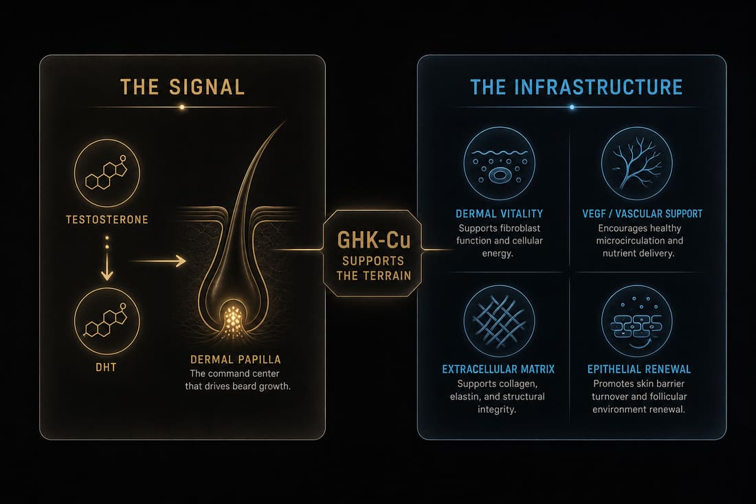 Diagram separating androgen growth signal from dermal vascular and matrix infrastructure around the follicle